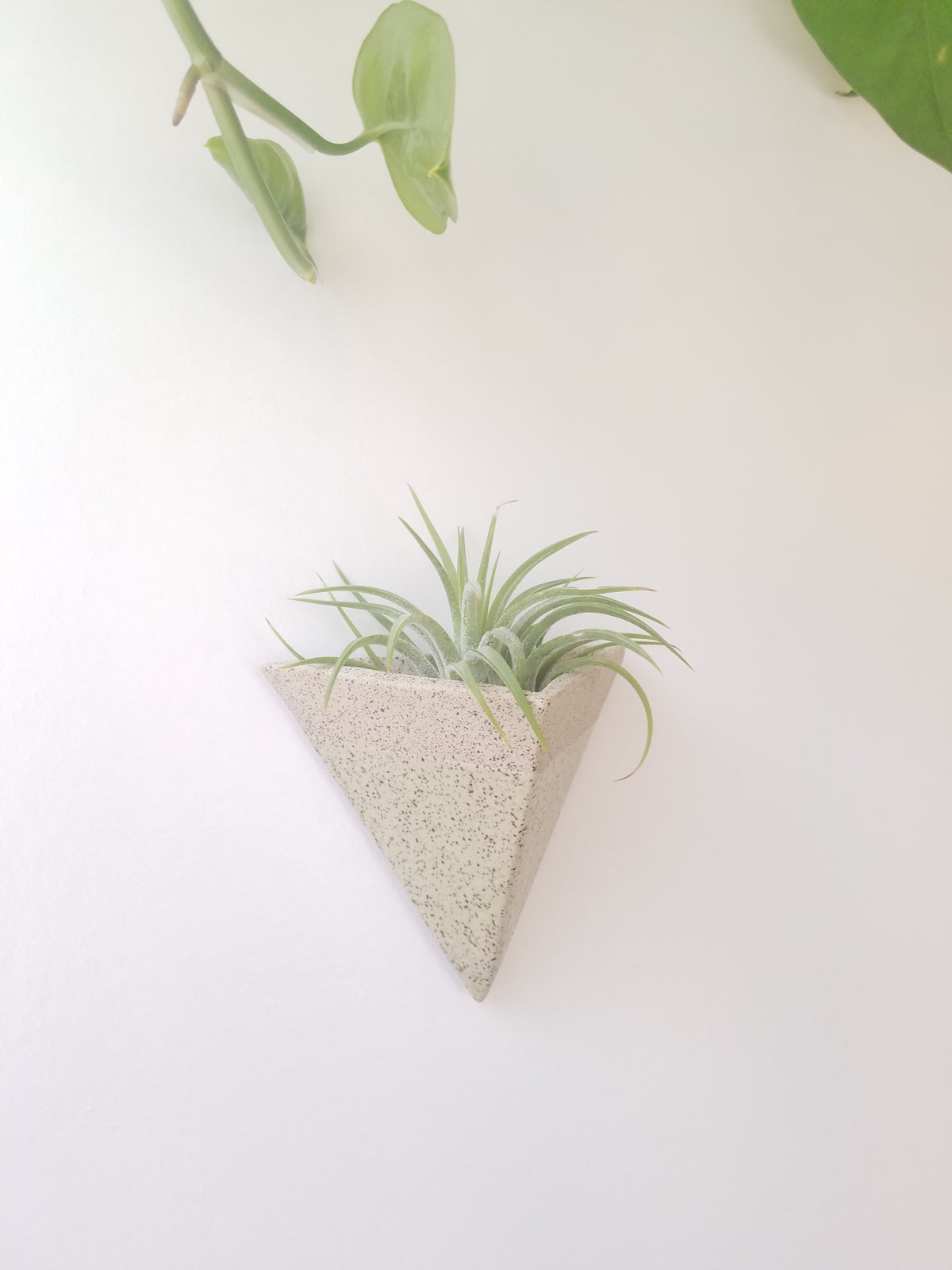 Mini Pocket Magnet Air Plant Holder in Lichen