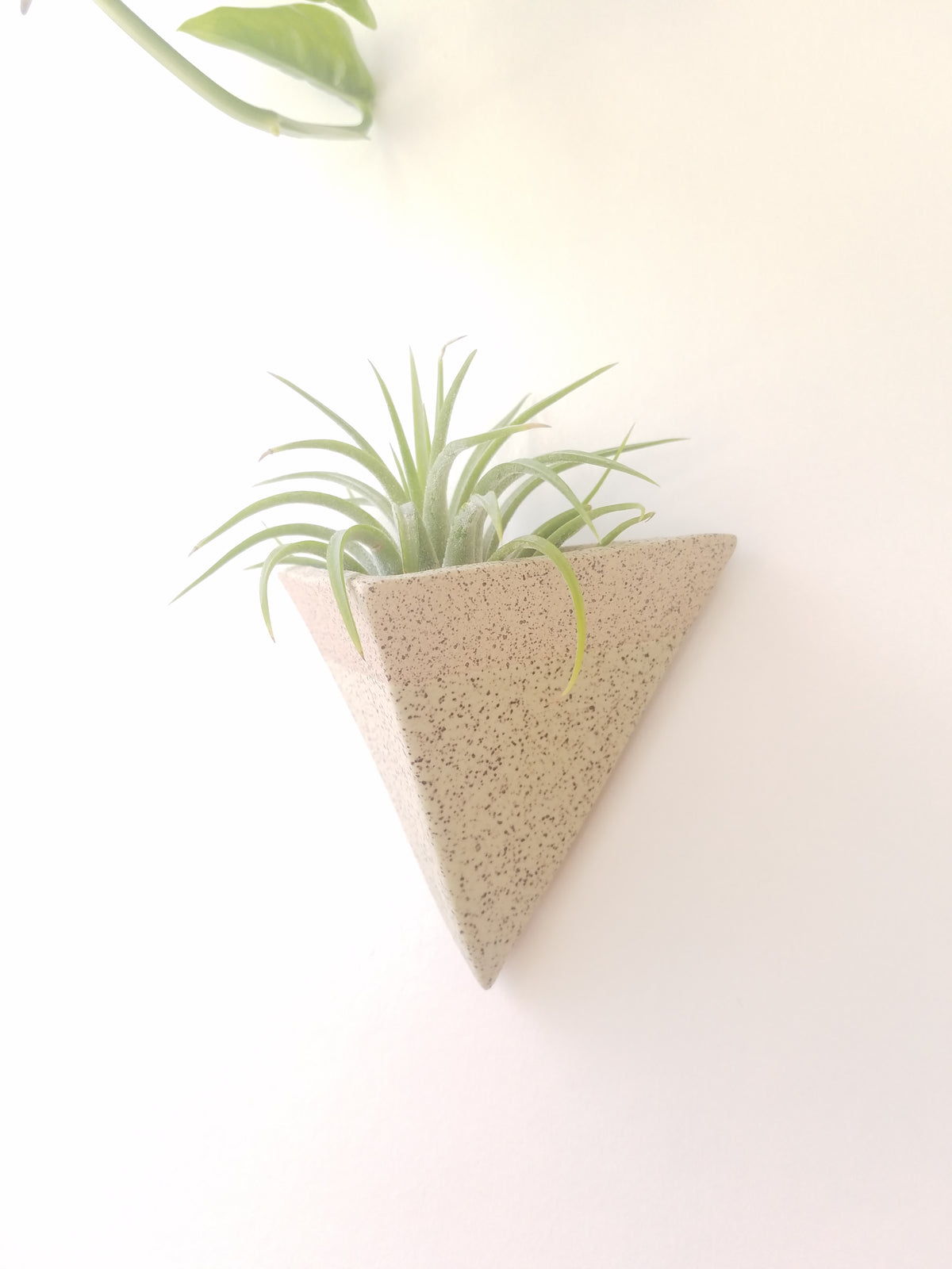 Mini Pocket Magnet Air Plant Holder in Lichen