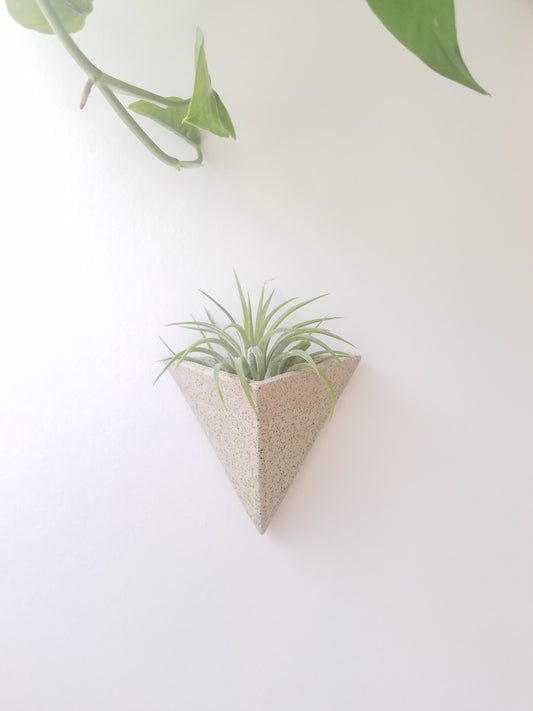 Mini Pocket Magnet Air Plant Holder in Lichen